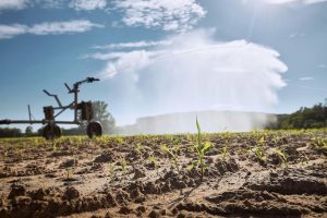 Beneficios del ozono en la agricultura